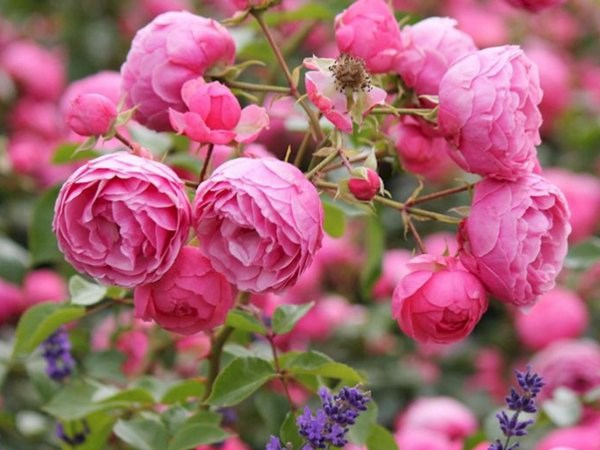 艾拉絨球和粉色達(dá)芬奇月季哪個(gè)好，有什么區(qū)別