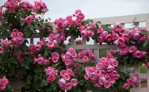 艾拉絨球和粉色達(dá)芬奇月季哪個(gè)好，有什么區(qū)別