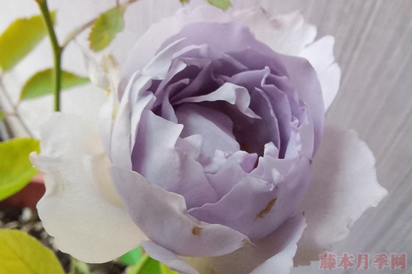 路西法和加百列月季的區(qū)別，哪個好