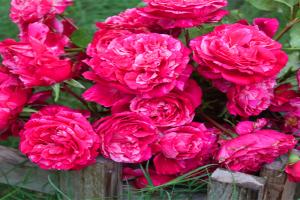伊蕾莎斯特月季一年開幾次花？