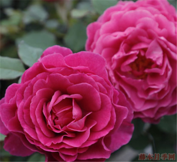 扇子月季花的優(yōu)缺點(diǎn)有哪些，花期有多久