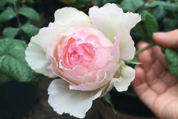 佩爾朱克月季長(zhǎng)勢(shì)好不好，容易種植嗎？