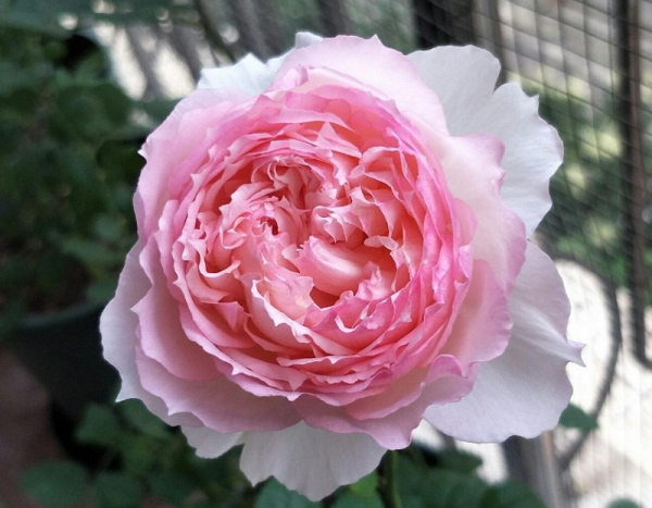 佩爾朱克月季長(zhǎng)勢(shì)好不好，容易種植嗎？