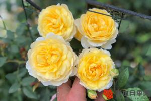 不同花色的月季可以栽到同一個(gè)花盆里嗎？