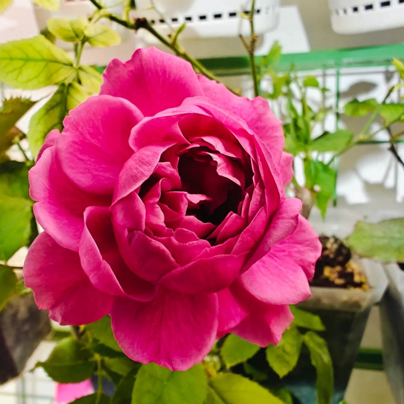 小紅莓汁