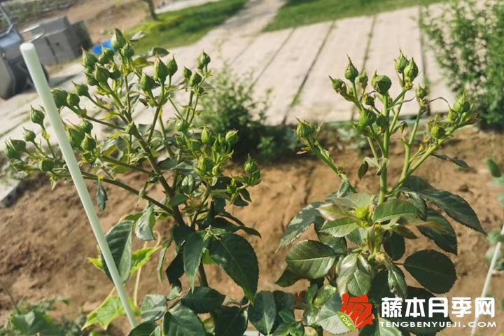 月季夢幻褶邊和?？膫€好