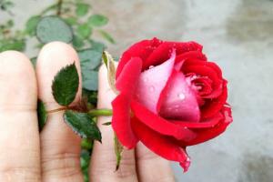 薔薇花藤本小女孩品種怎樣，值得入手嗎