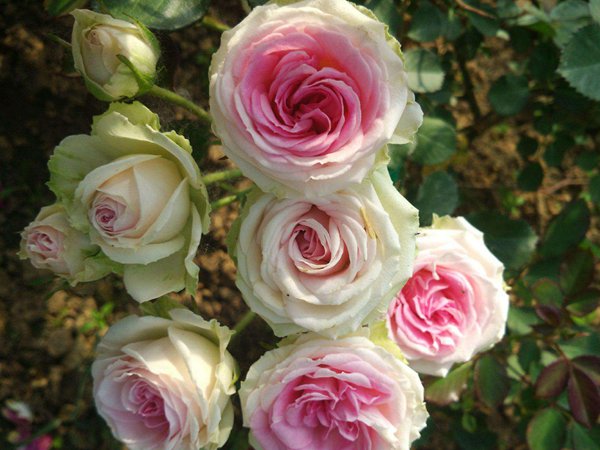 藤小伊月季一年開(kāi)花幾次