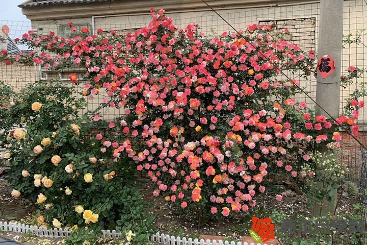 月季花如何養(yǎng)才能開(kāi)花多