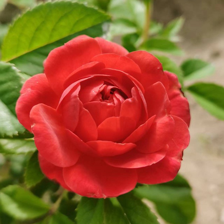 果汁陽(yáng)臺(tái)系列哪個(gè)品種好