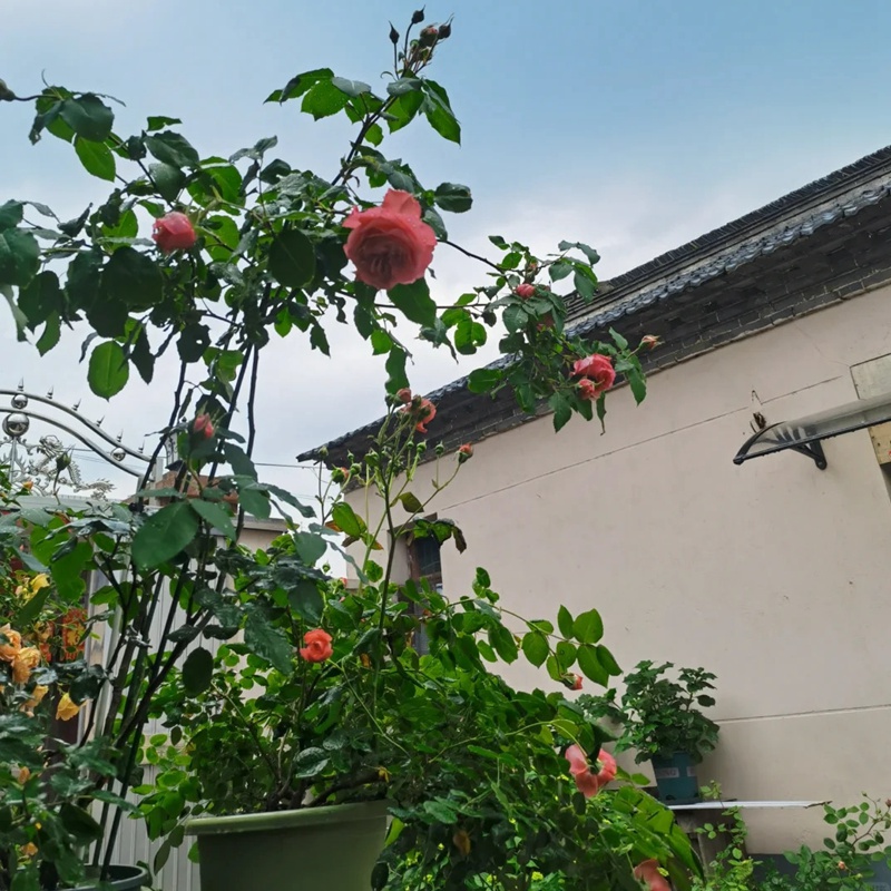 珊瑚果凍能長(zhǎng)多高