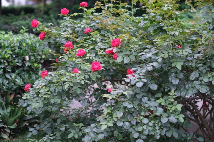 蒂娜月季夏天開花嗎