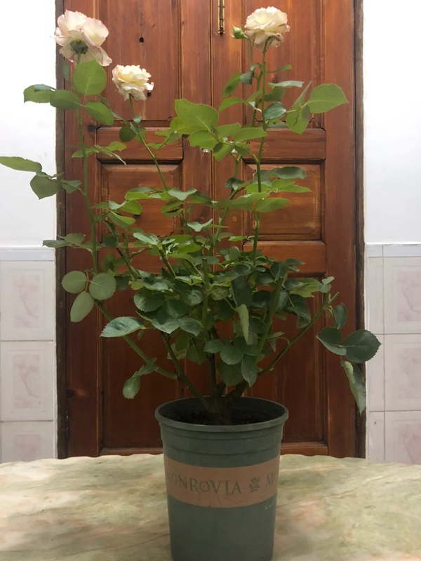 六翼天使買根接苗還是扦插苗好？