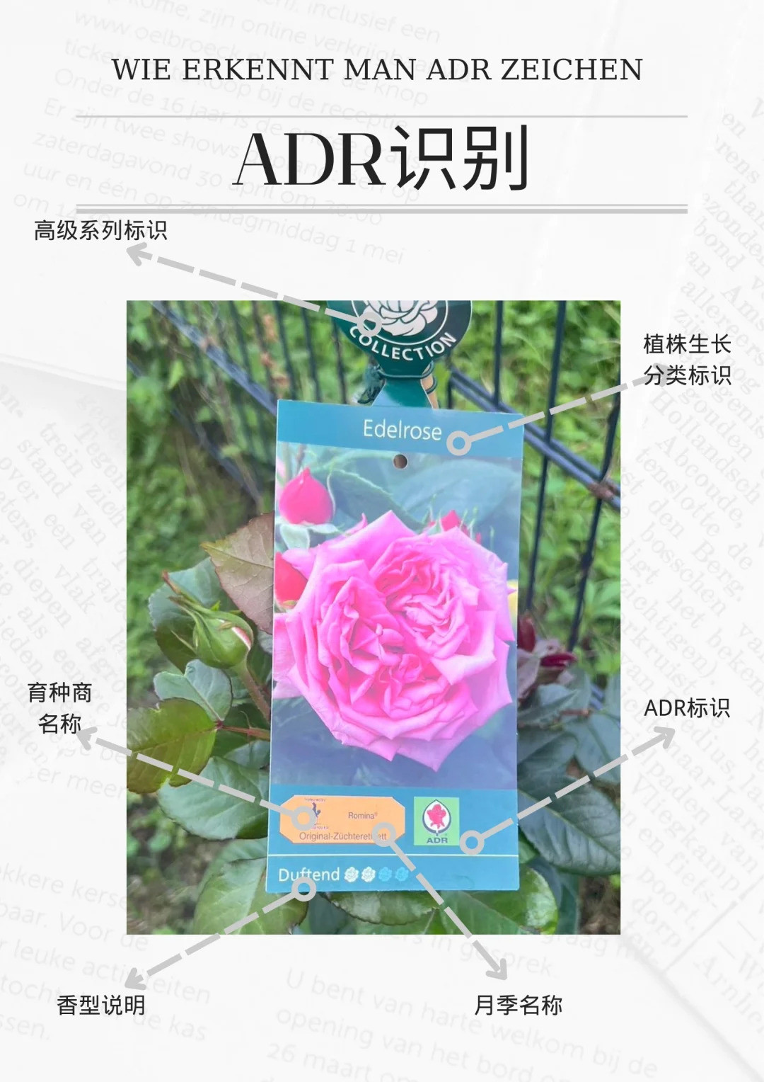 什么是ADR認(rèn)證，ADR月季官網(wǎng)名單