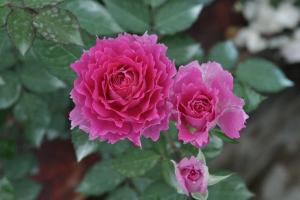 天方夜譚開(kāi)的花是淡粉色嗎？