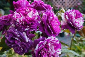 芬芳寶石一年開(kāi)幾次花，是四季開(kāi)花嗎？