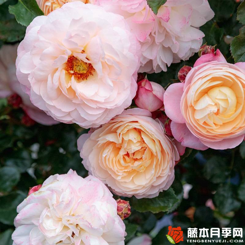 彩筆浪漫月季怎么樣？