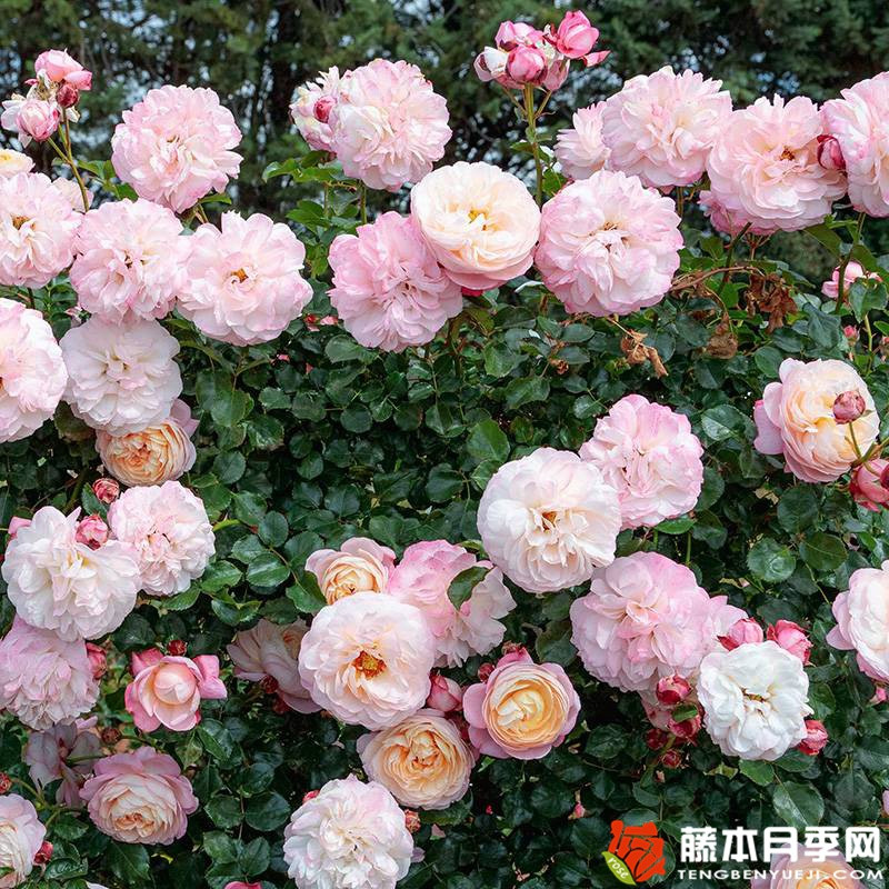 彩筆浪漫月季怎么樣？