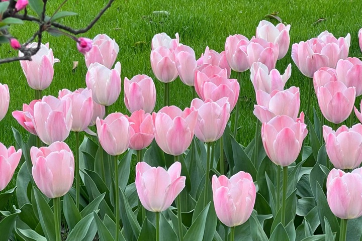 郁金香花期是幾月份，什么時候開花