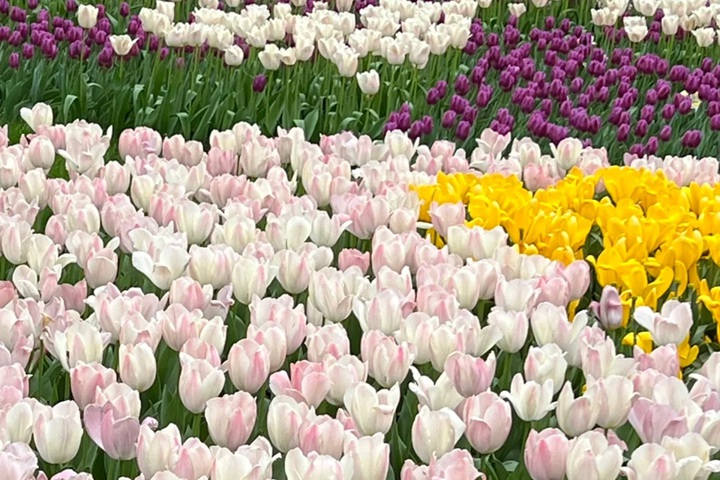 郁金香花期是幾月份，什么時候開花