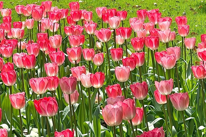 郁金香花期是幾月份，什么時候開花