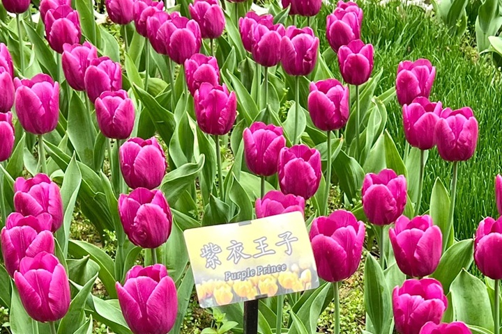 郁金香花期是幾月份，什么時候開花