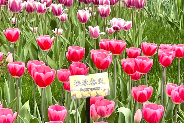 郁金香花期是幾月份，什么時候開花