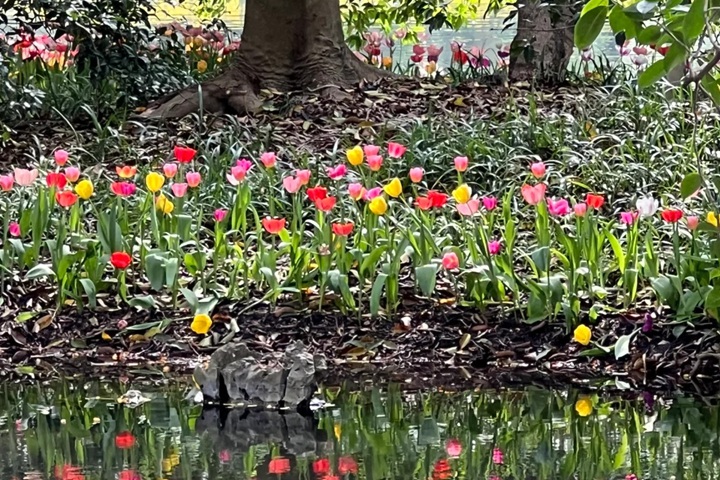 郁金香花期是幾月份，什么時候開花