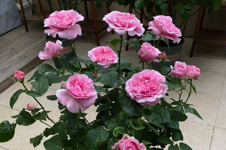 米蘭達陽臺盆栽切花月季