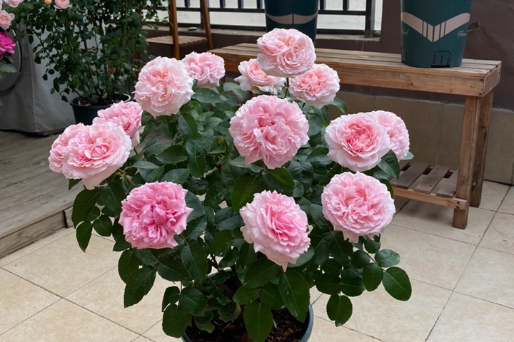 米蘭達陽臺盆栽切花月季