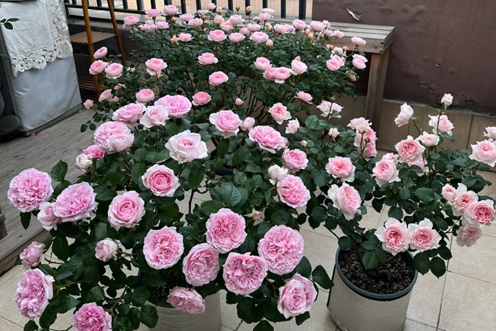 米蘭達陽臺盆栽切花月季