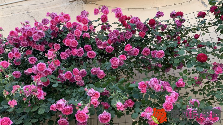 爬藤月季一年四季開花嗎
