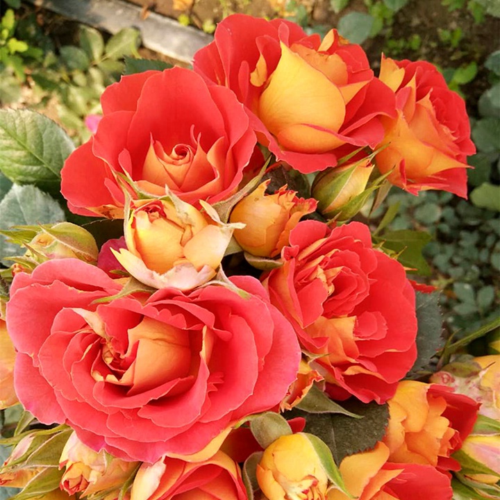 外紅內(nèi)黃的月季花叫什么名字？