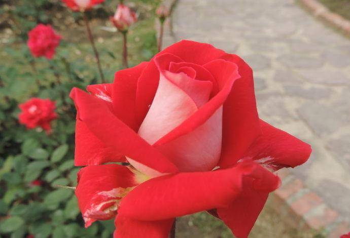 外紅內(nèi)黃的月季花叫什么名字？