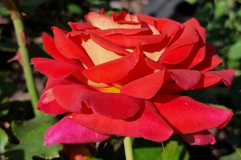 外紅內(nèi)黃的月季花叫什么名字？