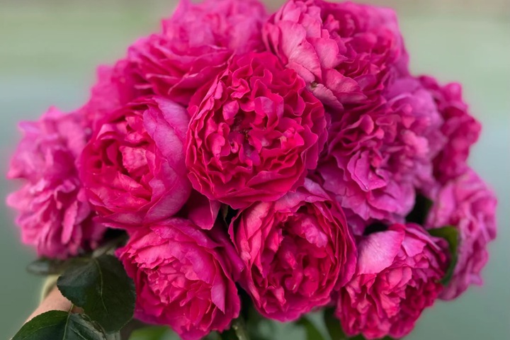 月季伊芙最耐曬耐熱品種是哪個(gè)？