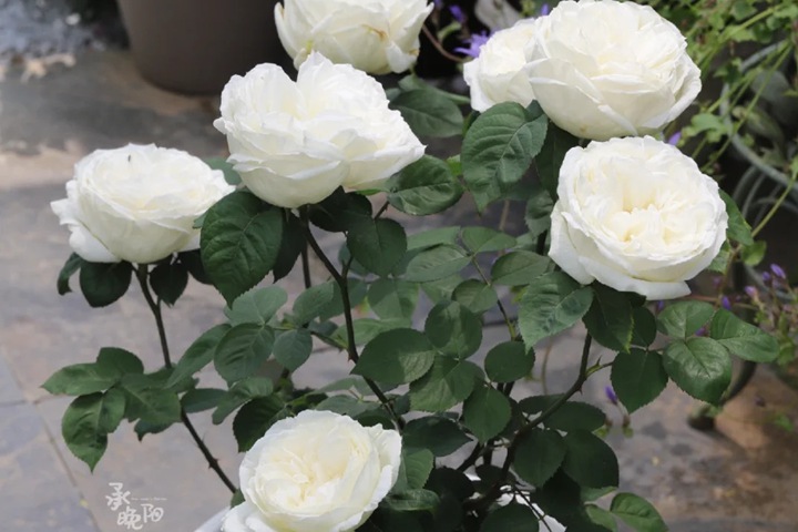 月季伊芙最耐曬耐熱品種是哪個(gè)？