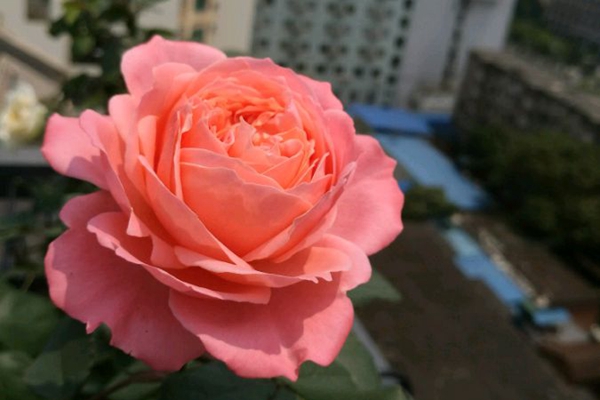 火烈鳥(niǎo)和草藥月季哪個(gè)好