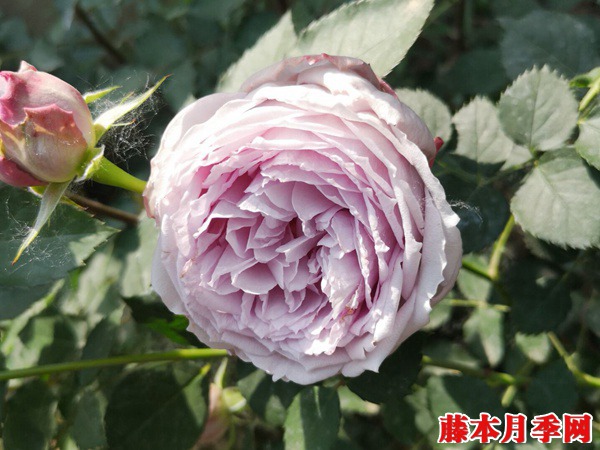 麗拉和青金石月季哪個(gè)好