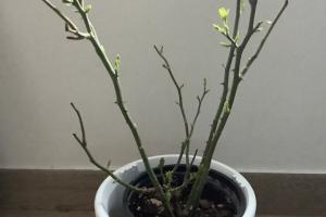 月季葉子干枯掉落光桿是什么原因？