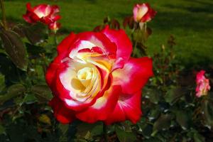 外紅內黃的月季花叫什么名字？