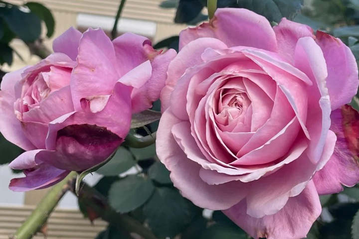 以馬內利修女月季怎么樣？