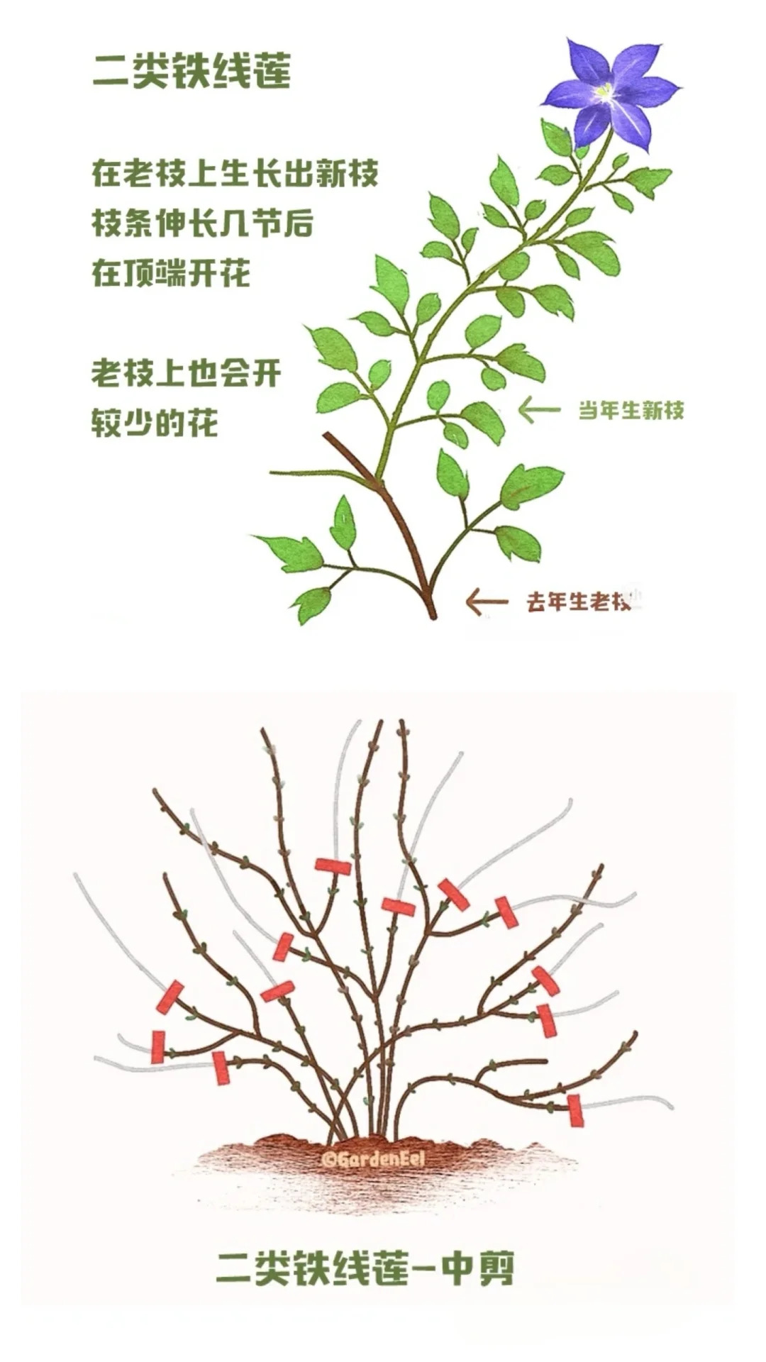 鐵線蓮一類二類三類品種有什么區(qū)別？