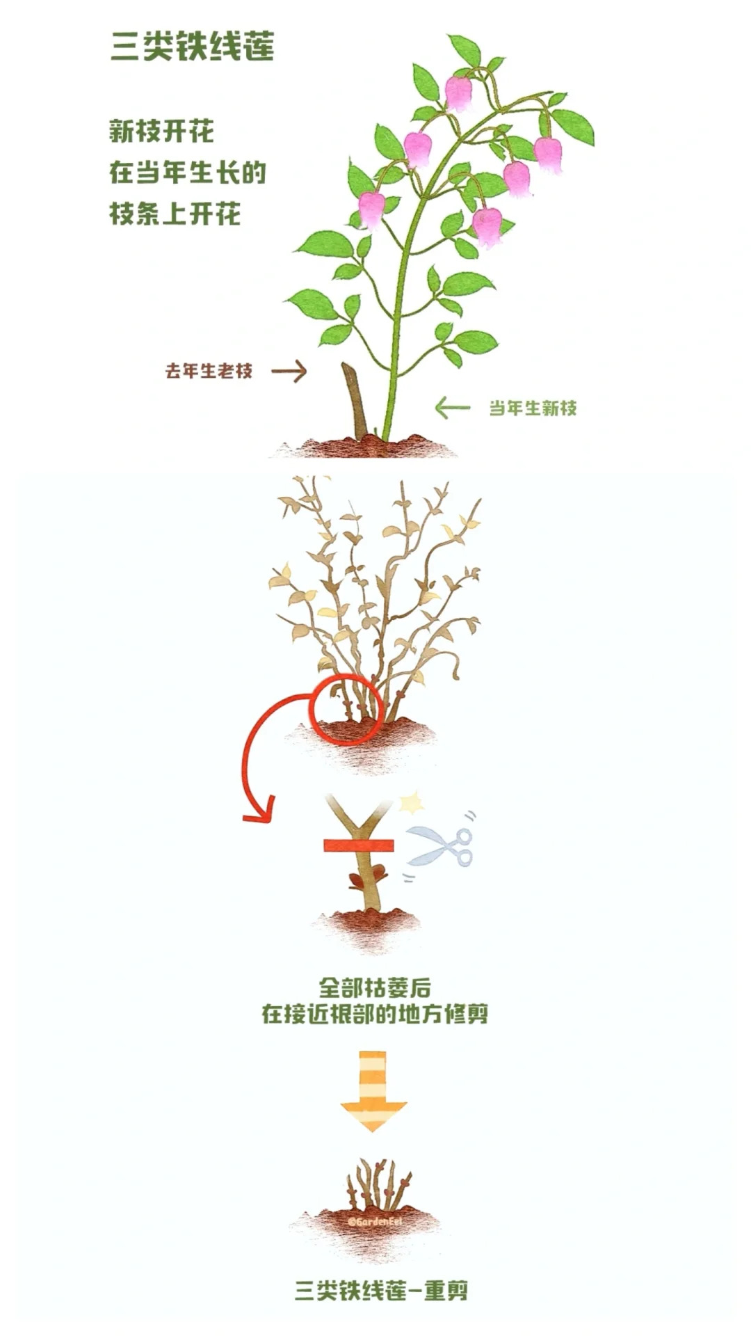 鐵線蓮一類二類三類品種有什么區(qū)別？