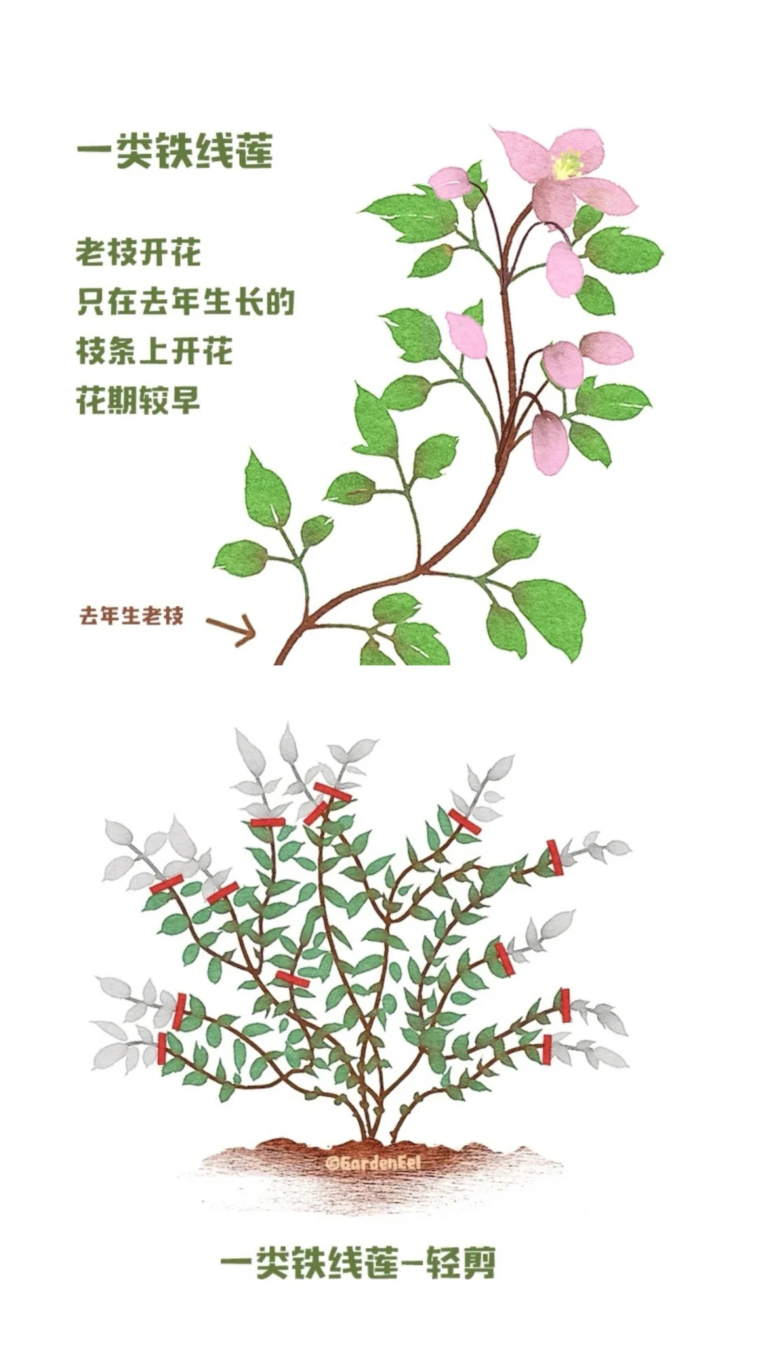 鐵線蓮一類二類三類品種有什么區(qū)別？