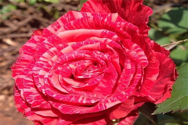 紅色直覺(jué)這個(gè)品種好嗎,有什么優(yōu)缺特點(diǎn)