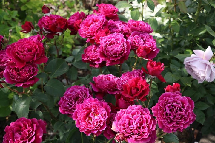 月季美人麗芙和紅丘區(qū)別