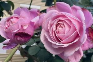 以馬內(nèi)利修女月季怎么樣？