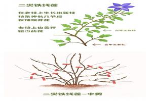 鐵線(xiàn)蓮一類(lèi)二類(lèi)三類(lèi)品種有什么區(qū)別？