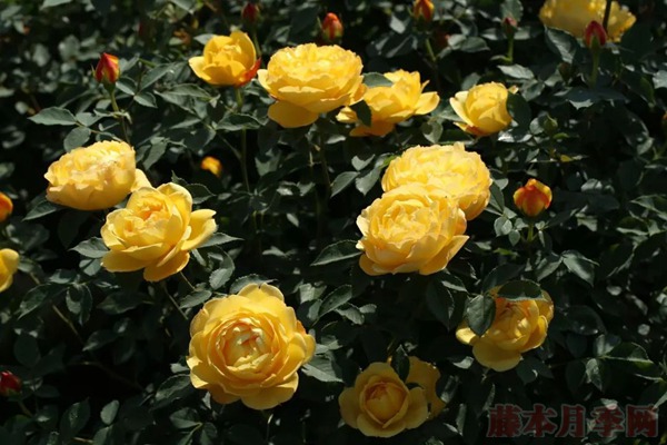 月季傾慕和夏洛特夫人哪個好